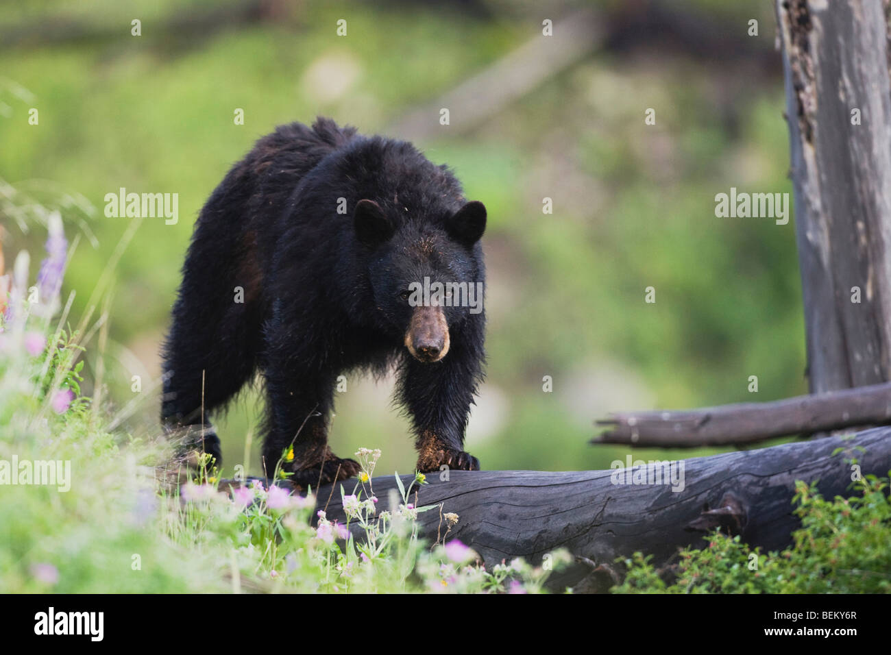 Black Bear (Ursus americanus), adult on log, Yellowstone National Park, Wyoming, USA Stock Photo