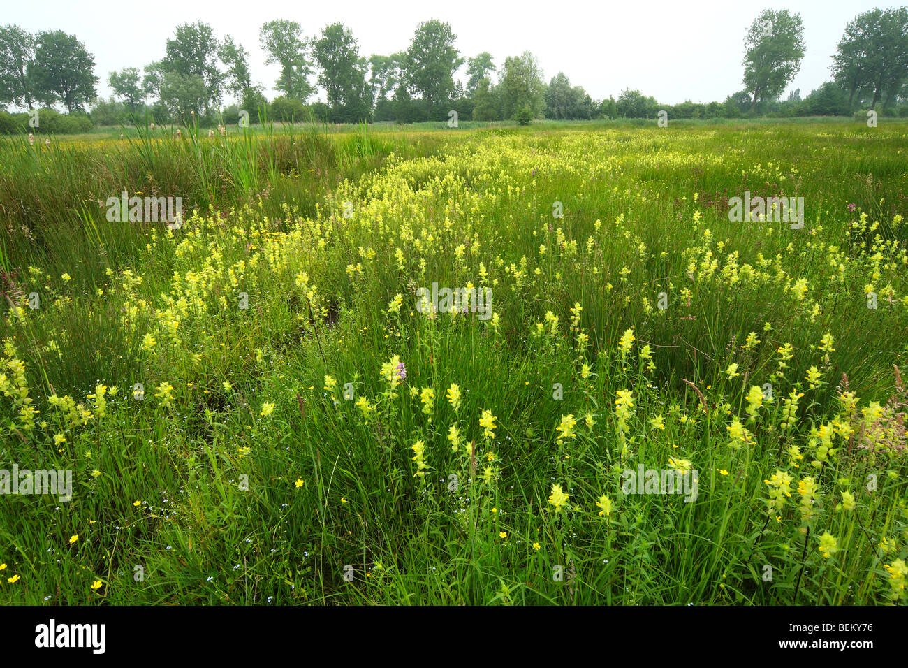 Flowering Greater yellowrattle (Rhinanthus angustifolius) in nature
