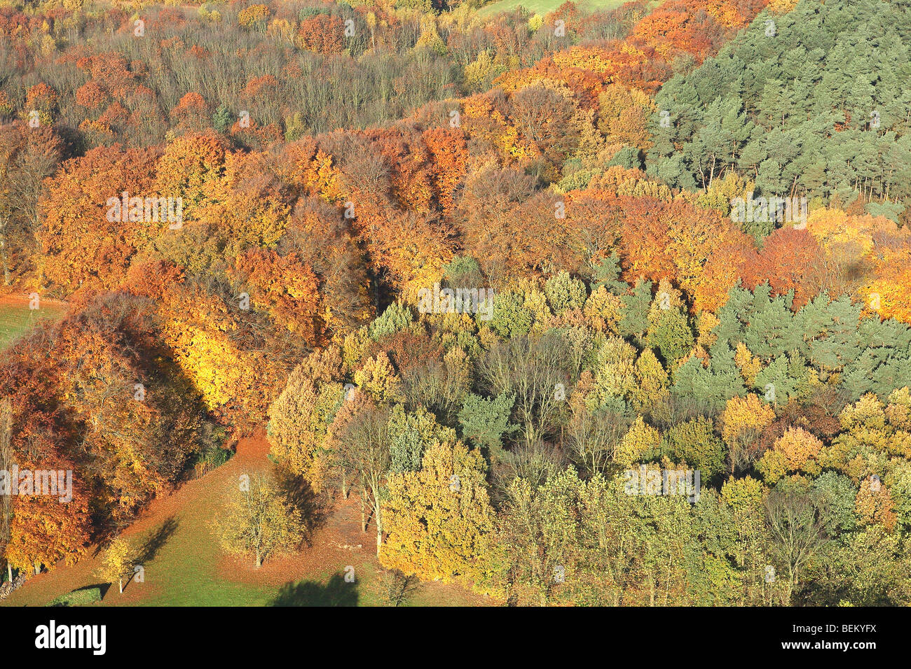 Mixed forest with Oak (Quercus robur) Beech (Fagus sylvatica) and Birches (Betula sp.) with pine forest, fields and grasslands i Stock Photo