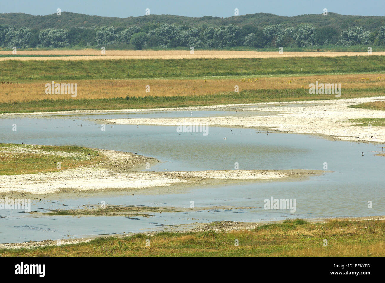 Mud flats and creek in nature reserve Putten West, nature development in harbour of Antwerp, Belgium Stock Photo