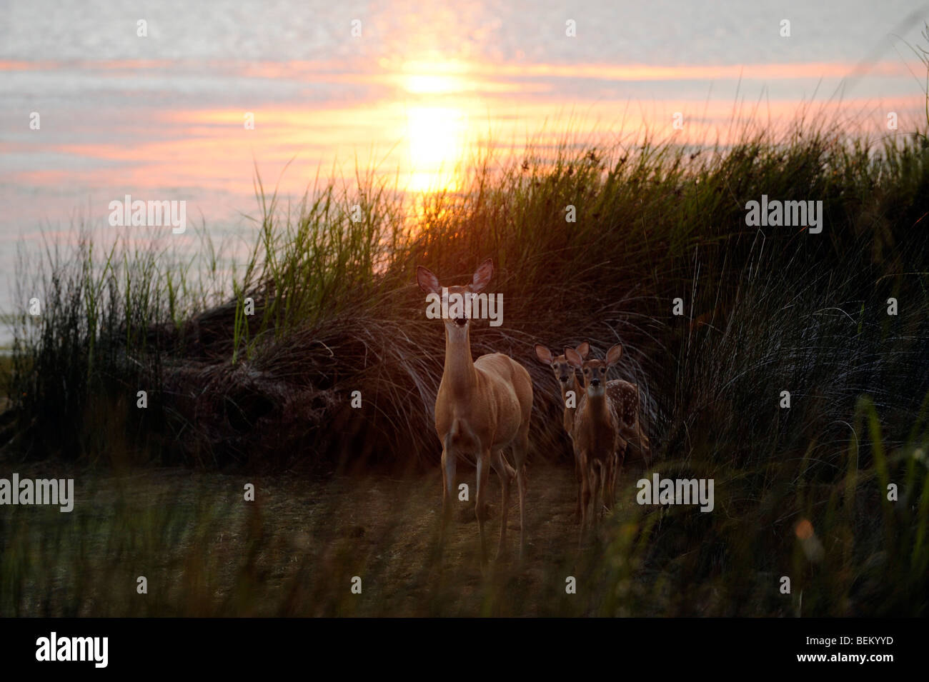 Three Deer look out from the waters edge on the bay in Corolla section of the OuterBanks North Carolina.  Currituck Club. Stock Photo