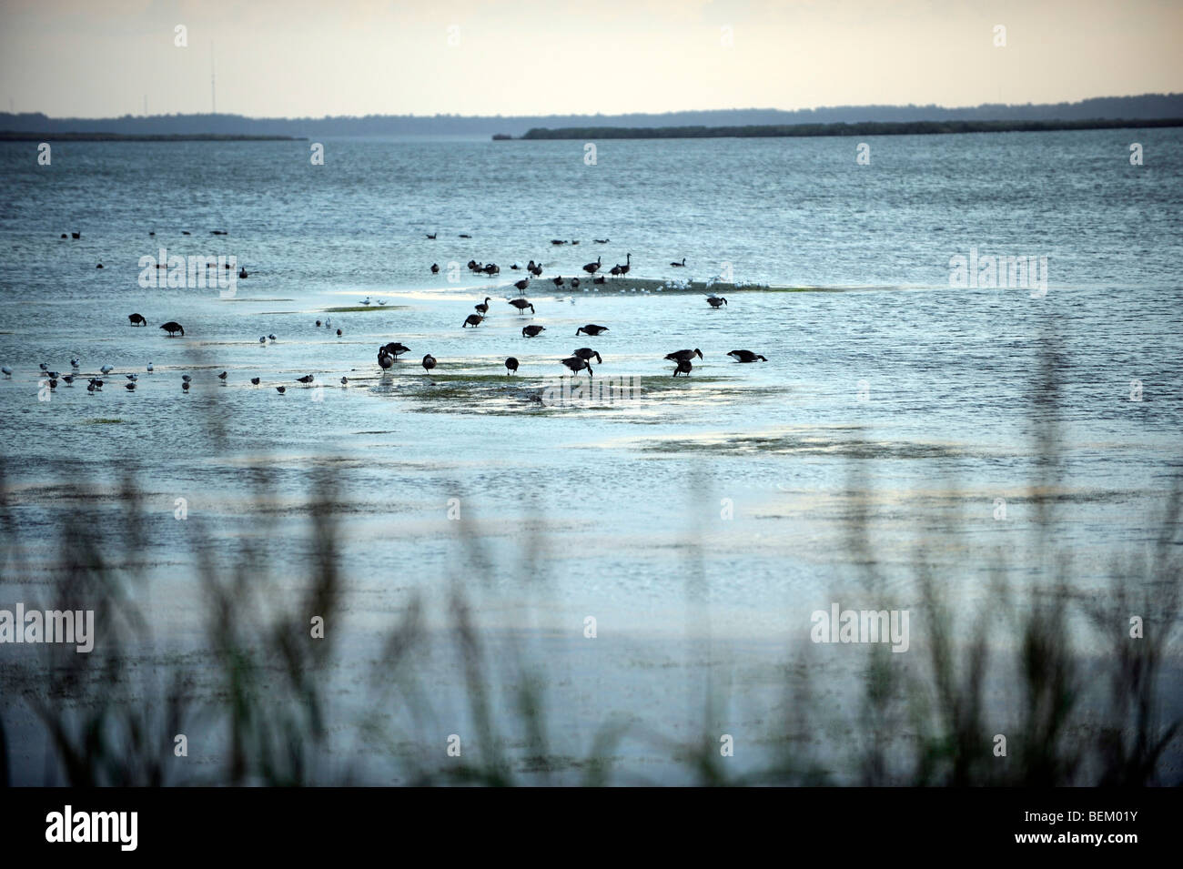 Ducks and birds feed on the sound of the Currituck Clubs bay in the Corolla section in the Outer Banks North Carolina. Stock Photo