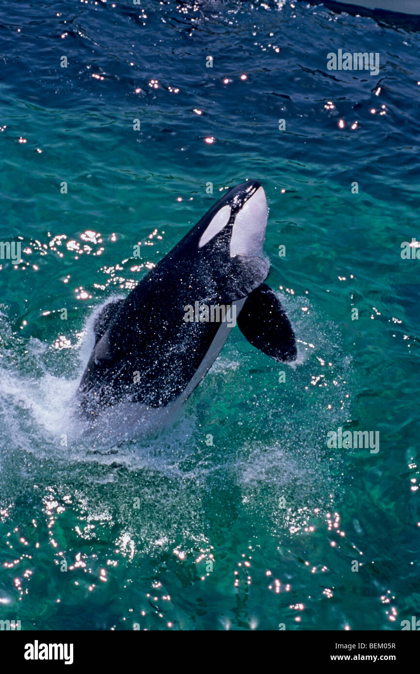 Orca killer whale jumping japan hires stock photography and images Alamy