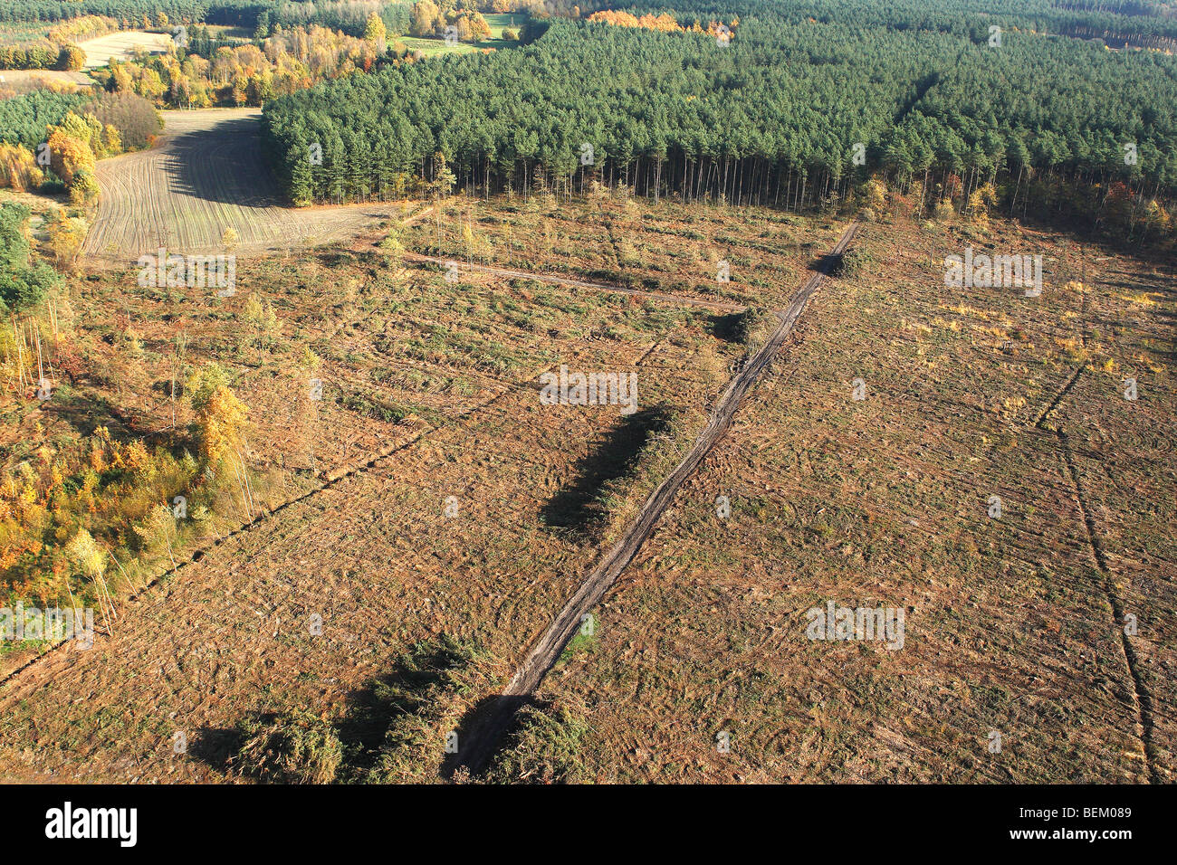 Deforestation of pine forest, forest transformation and development of heather, Belgium Stock Photo