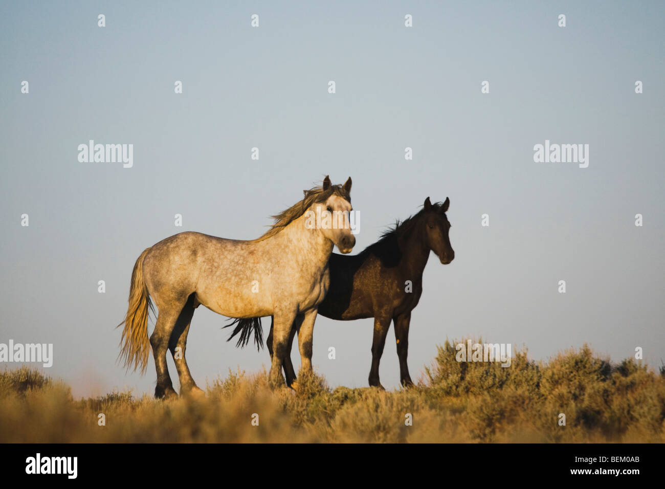 Mustang Horse (Equus caballus), pair, Pryor Mountain Wild Horse Range