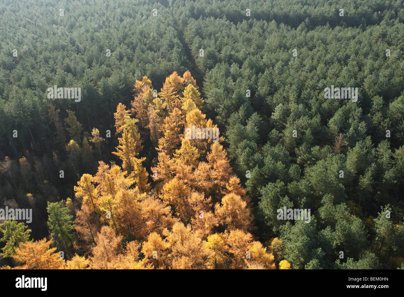 Pine forest with European larch (Larix decidua) from the air, Belgium Stock Photo