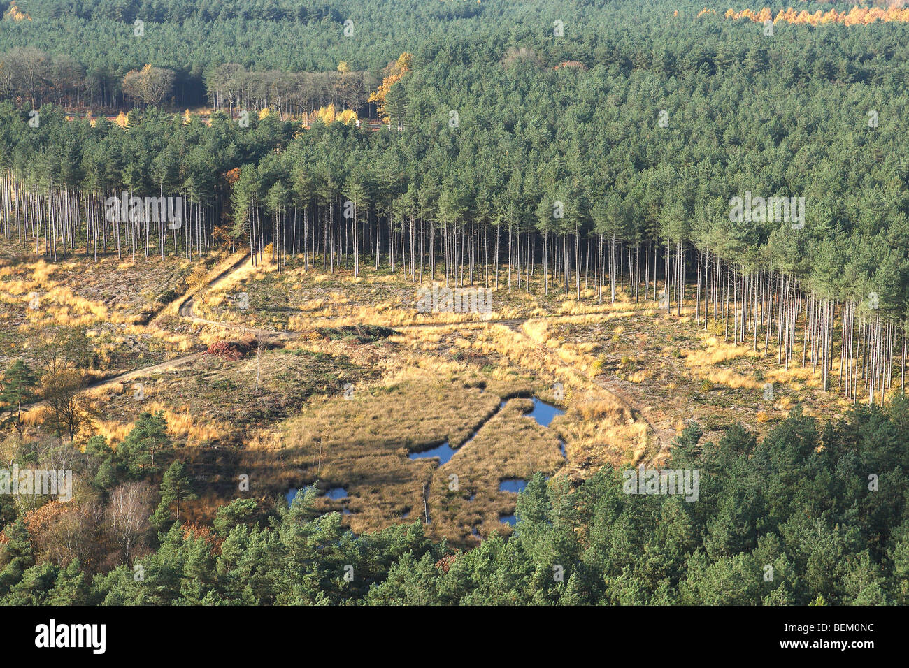 Deforestation of pine forest, forest transformation and development of heather with pool, Belgium Stock Photo