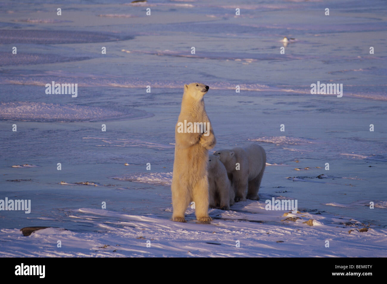 POLAR BEAR CUBS AND MOTHER, CANADA Stock Photo