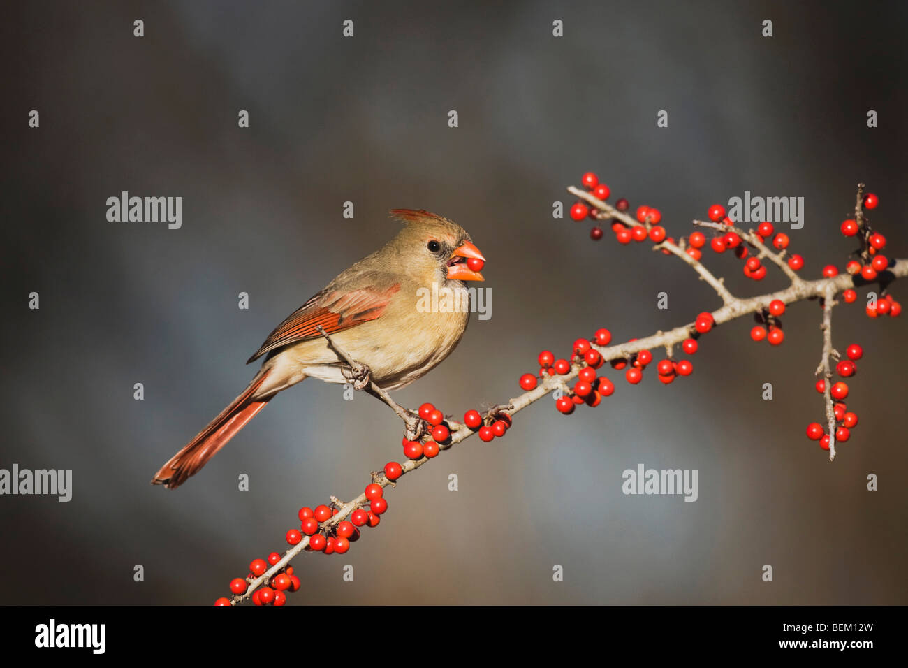 Northern Cardinal (Cardinalis cardinalis), female eating Possum Haw