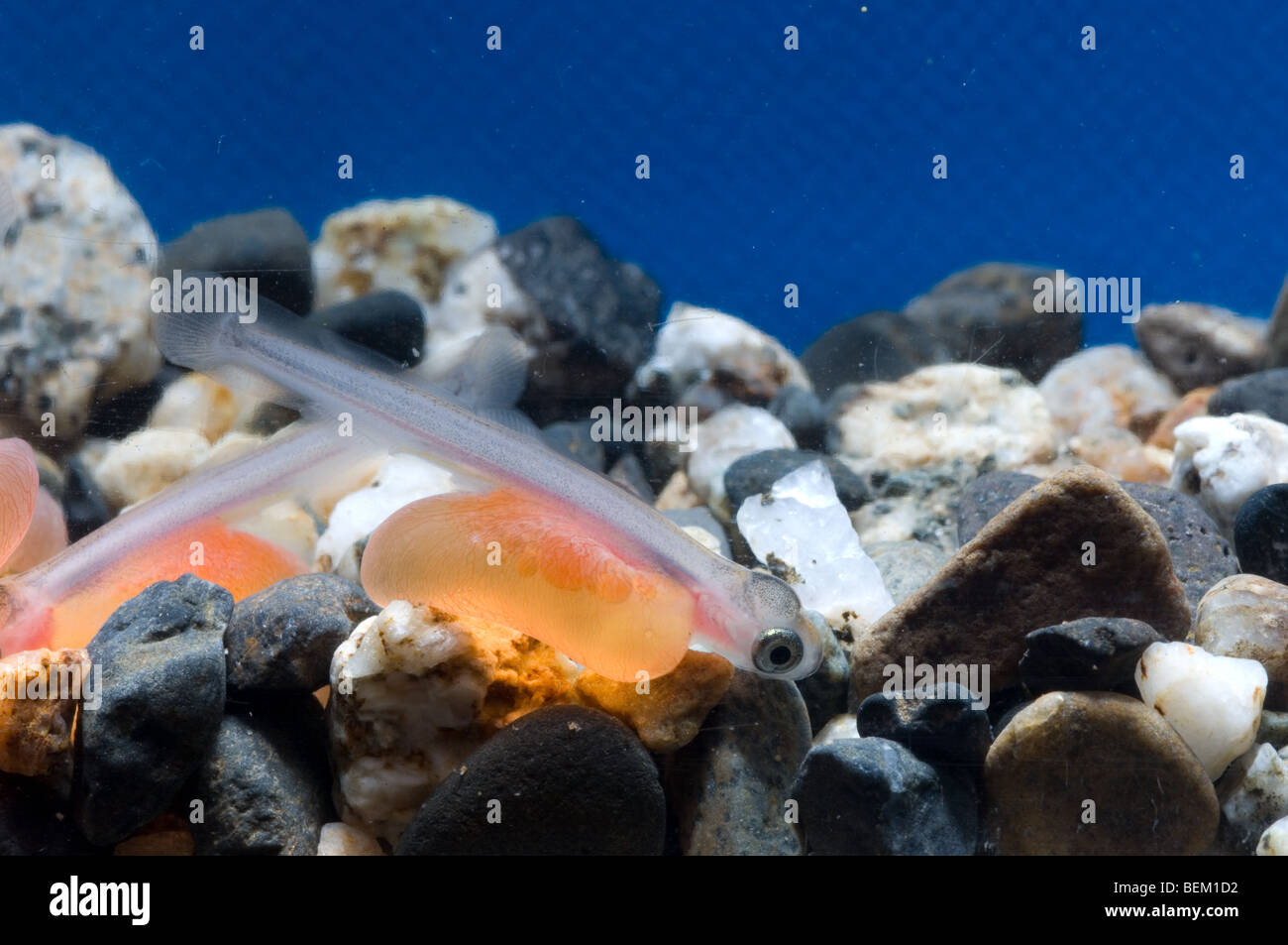 CHUM SALMON, JUVENILE, JAPAN Stock Photo Alamy