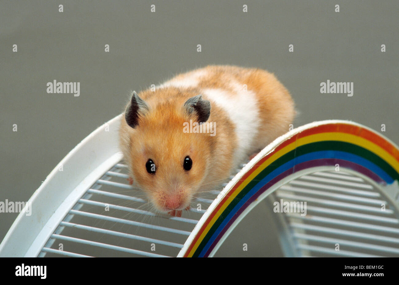 Hamsters wheel hires stock photography and images Alamy