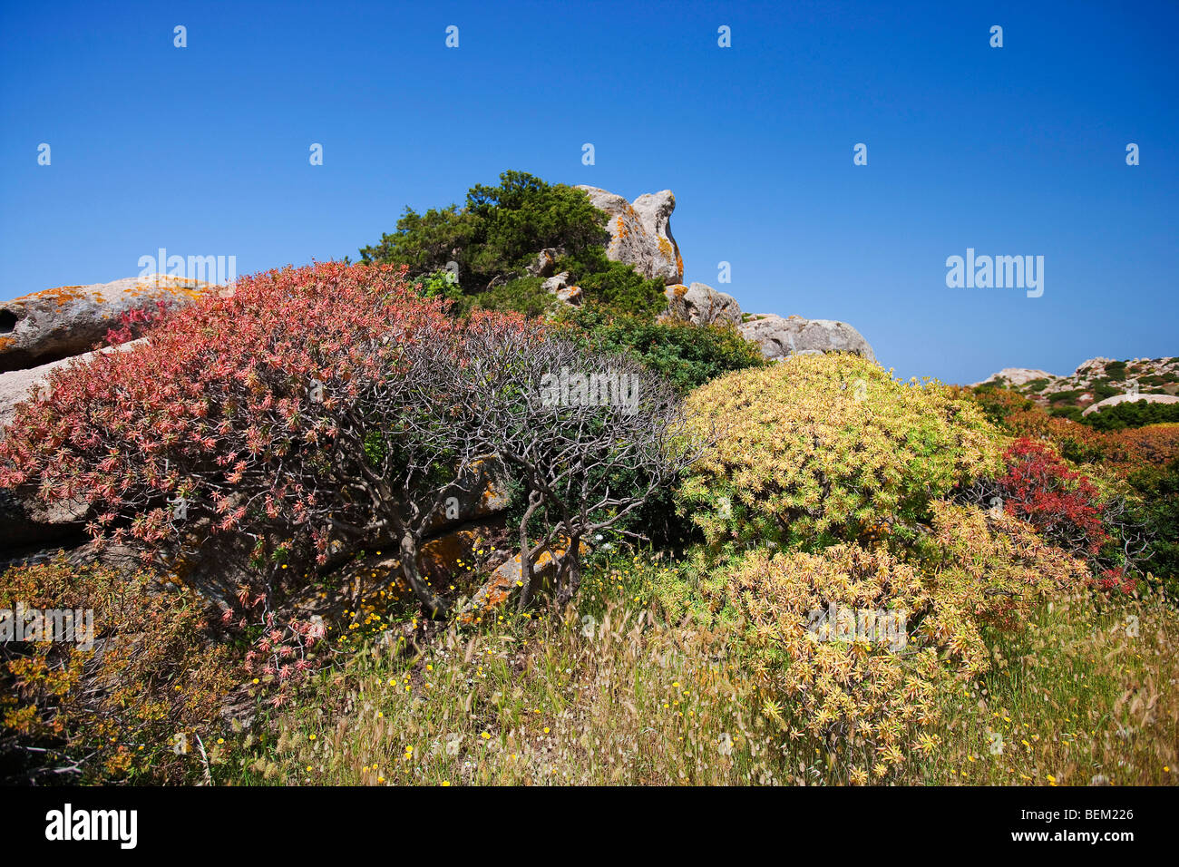 The mediterranean shrubby of the island, Asinara Island, Asinara National Park, Sardinia, Italy, Europe Stock Photo