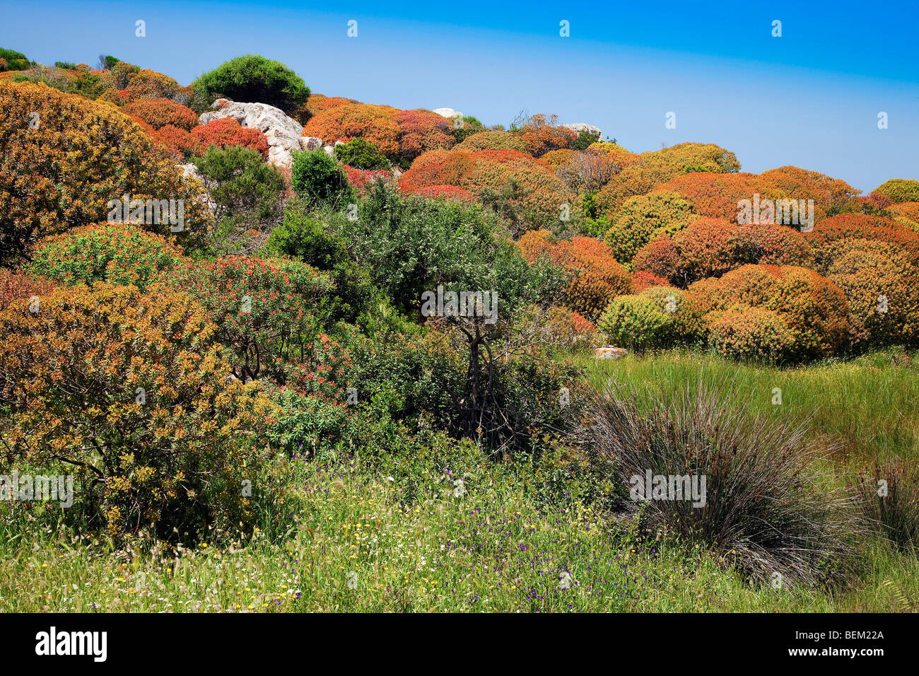 The mediterranean shrubby of the island, Castellaccio, Asinara Island, Asinara National Park, Sardinia, Italy, Europe Stock Photo
