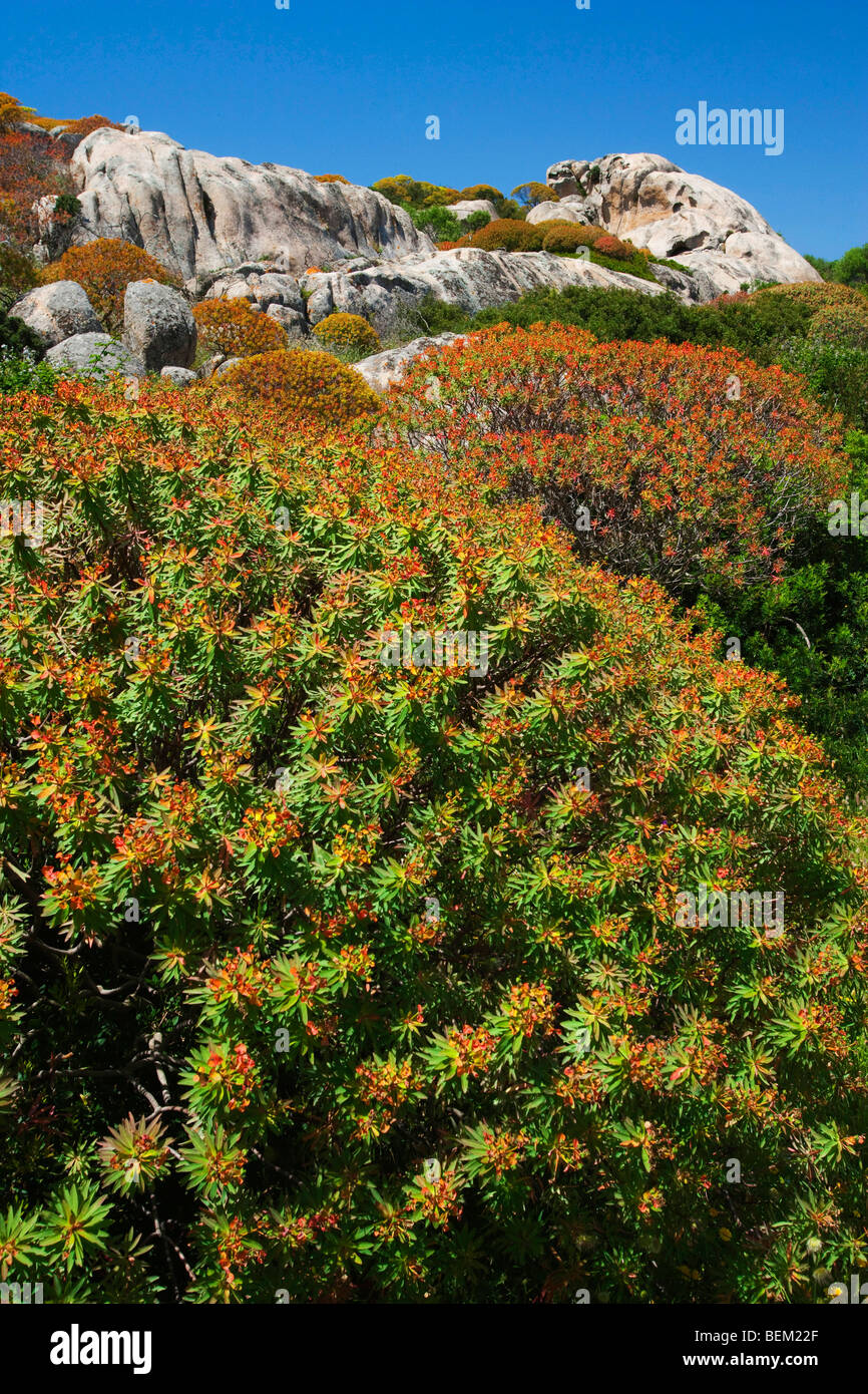 Euforbia arborea, Euphorbia dendroides blooming and granitic rocks, Castellaccio, Asinara Island National Park, Sardinia, Italy Stock Photo