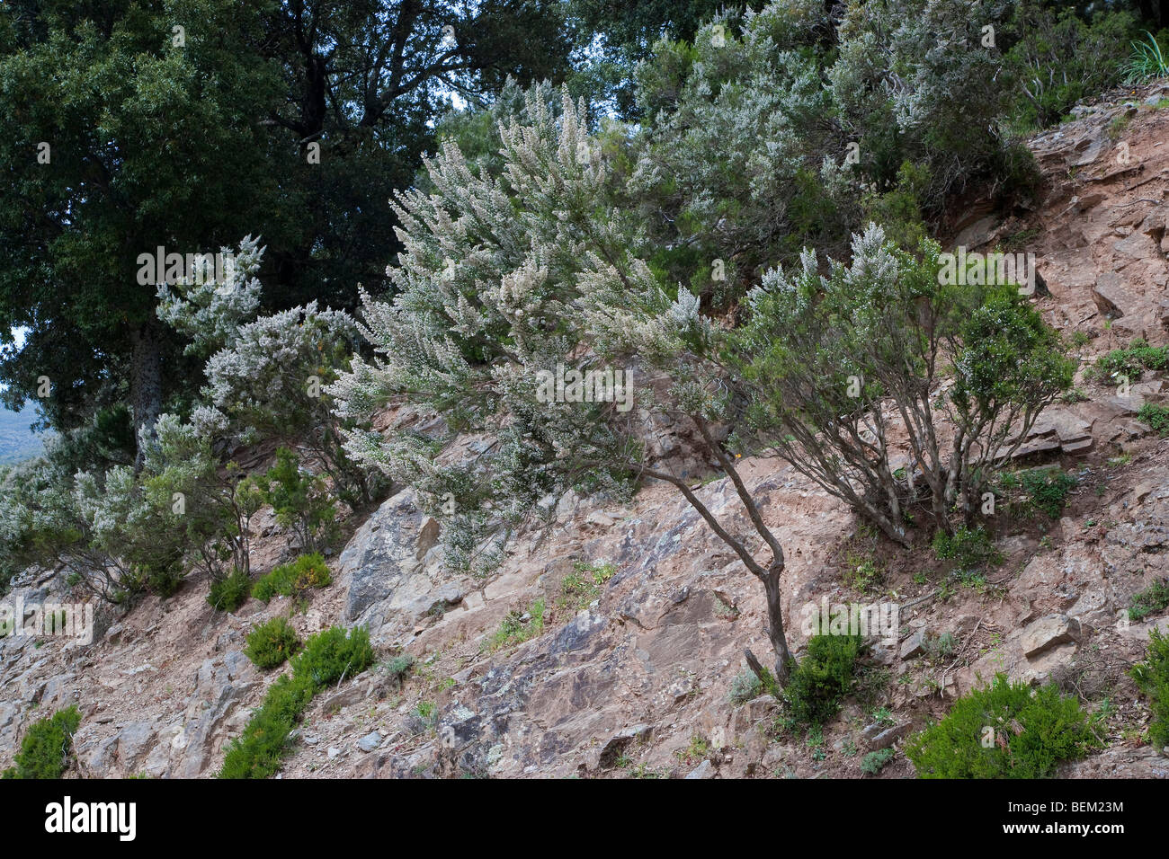 Erica multiflora, girgini forest of Gennargentu near Desulo, Gennargentu and Orosei Gulf National Park, Sardinia, Italy Stock Photo