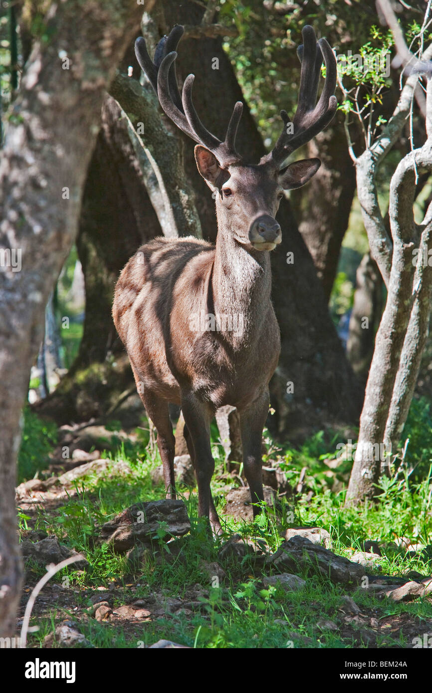 Sardinian Deer, Supramonte forest near Urzulei, Gennargentu and Orosei Gulf National Park, Sardinia, Italy, Europe Stock Photo