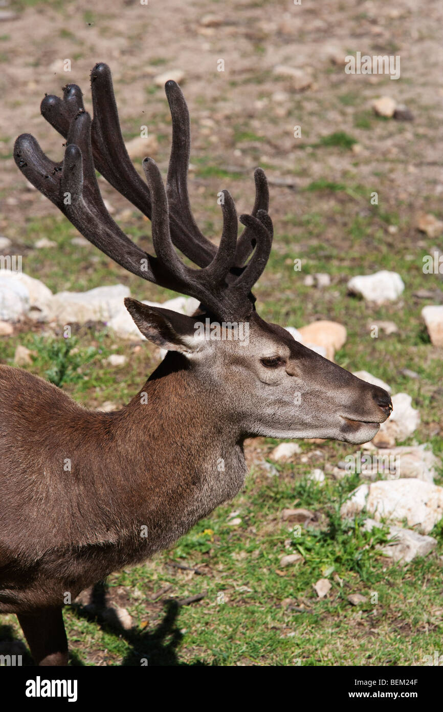 Sardinian Deer, Supramonte forest near Urzulei, Gennargentu and Orosei Gulf National Park, Sardinia, Italy, Europe Stock Photo