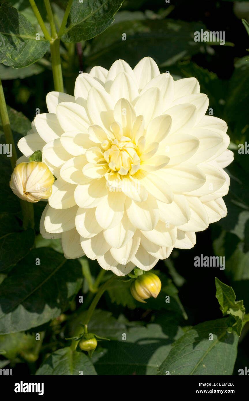 Dahlia CAMEO Stock Photo