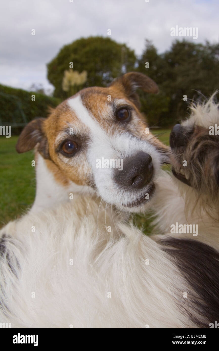 Jack Russell Terriers Playing Biting His Cheek Stock Photo