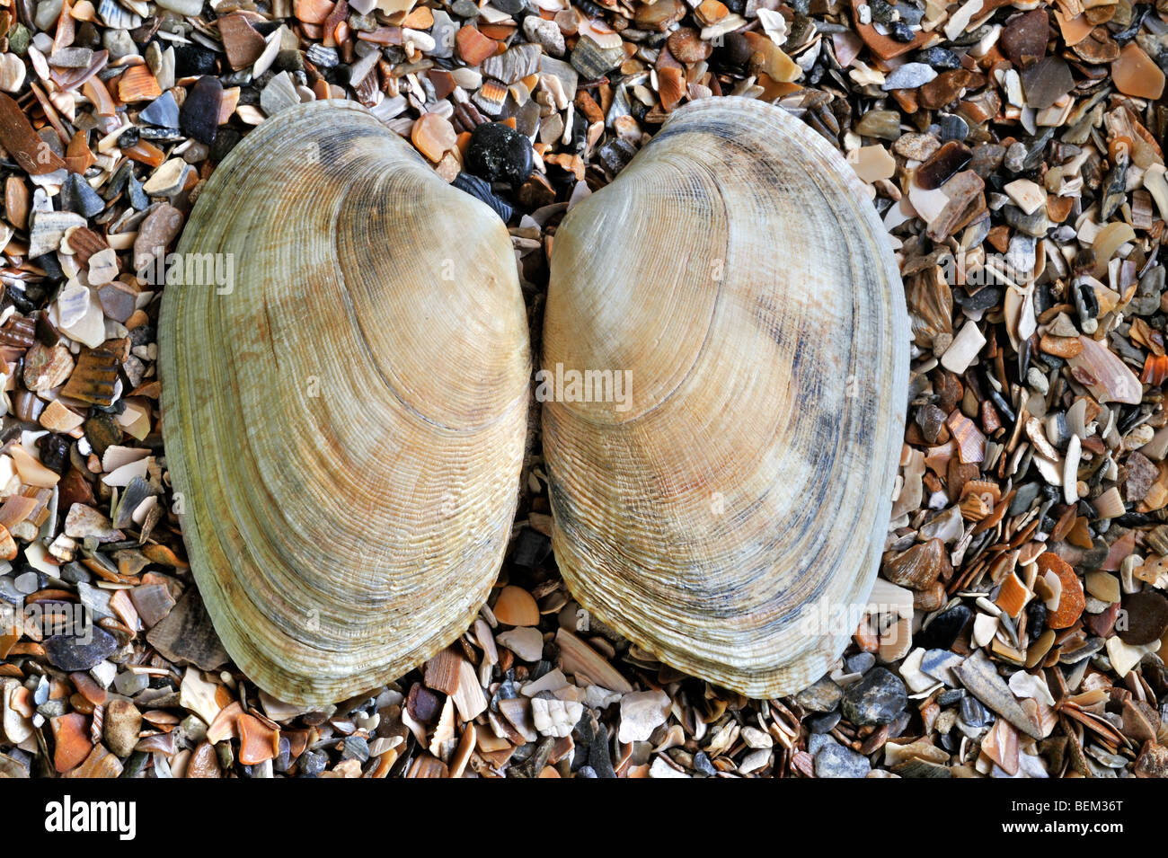 Pullet carpet shell (Venerupis senegalensis) on beach, Belgium Stock Photo