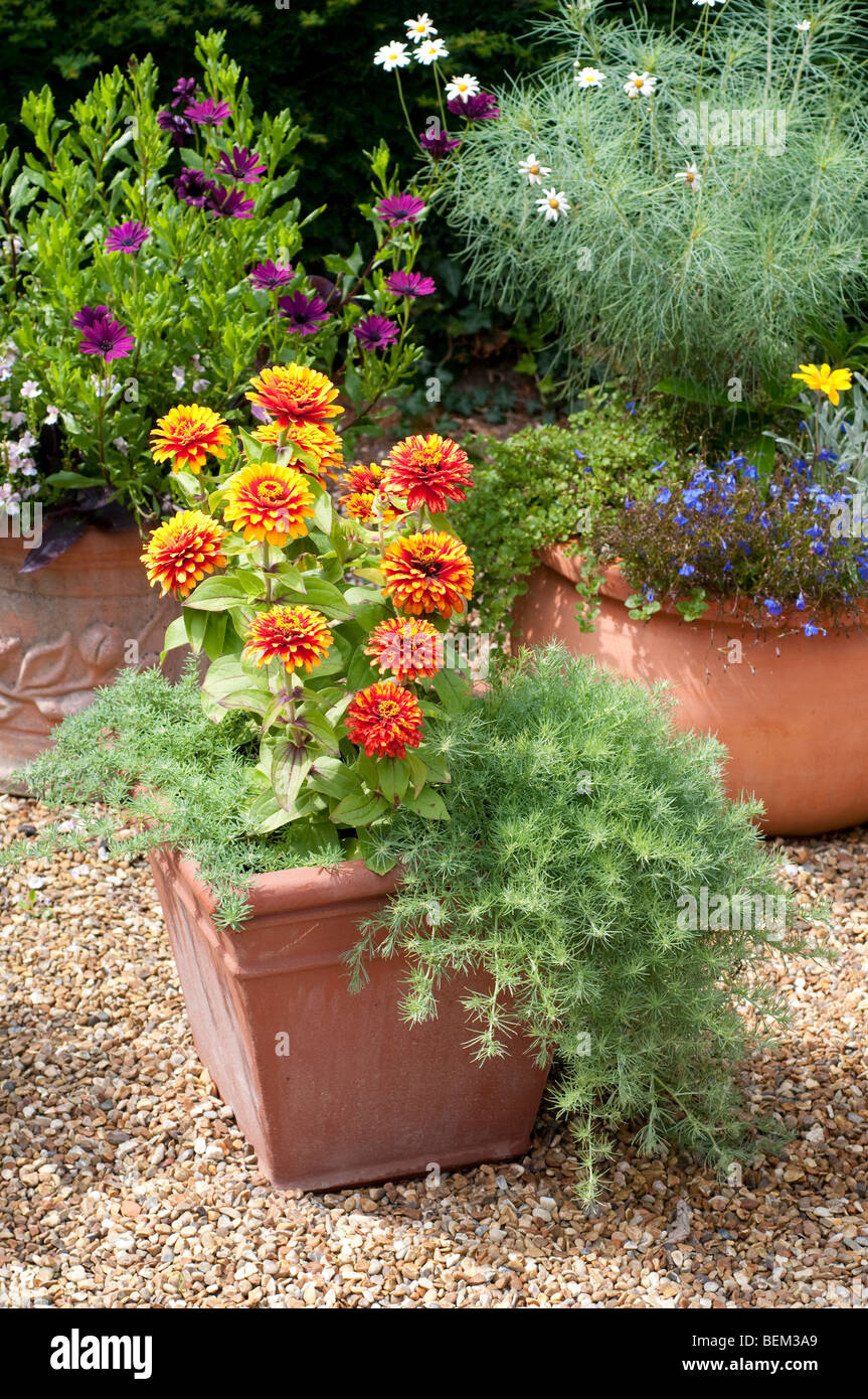 Flowers in a container Stock Photo