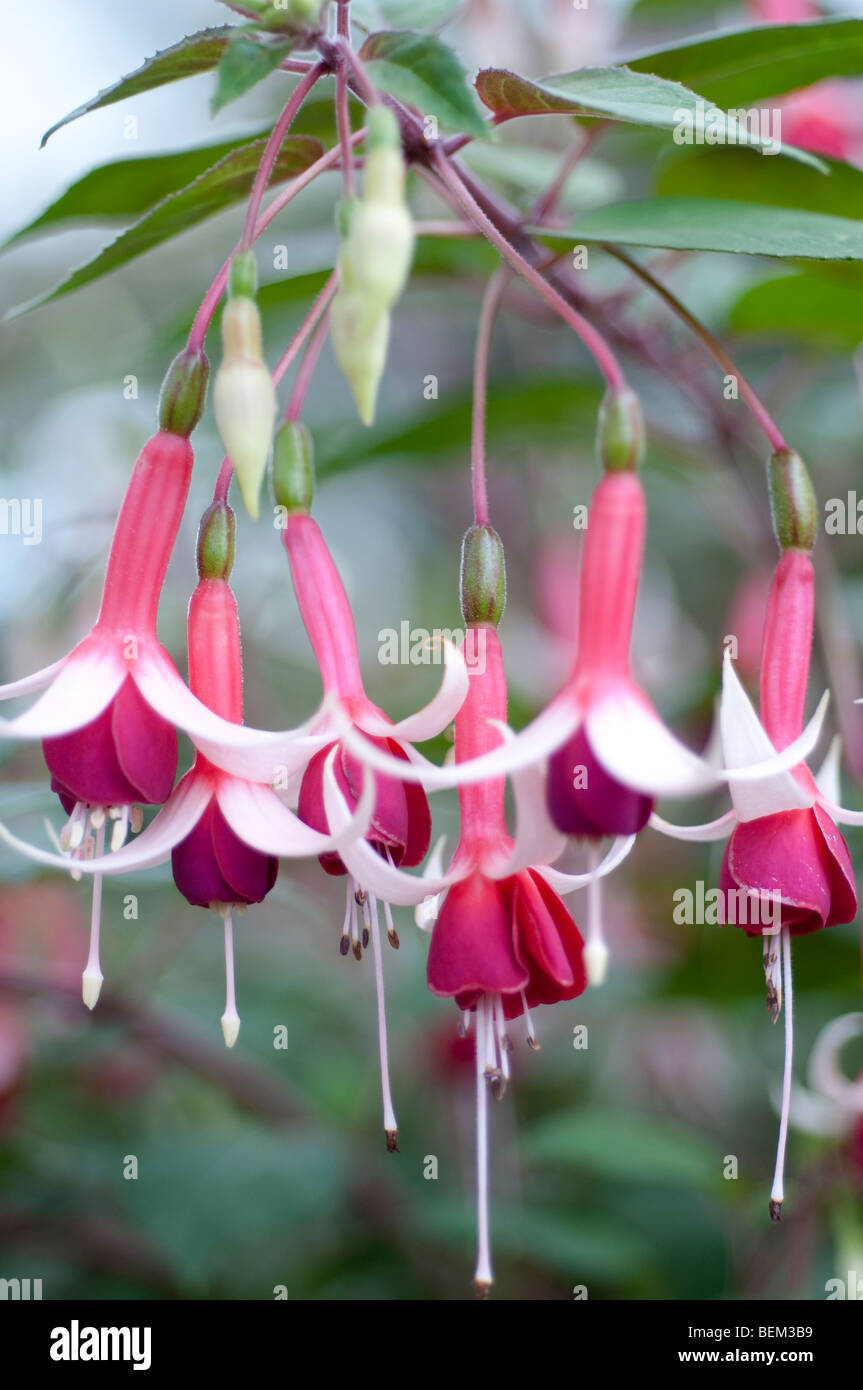 Fuchsia checkerboard hi-res stock photography and images - Alamy