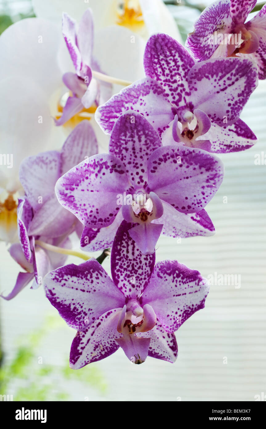 Orchid Phalaenopsis Miss Cuba Stock Photo