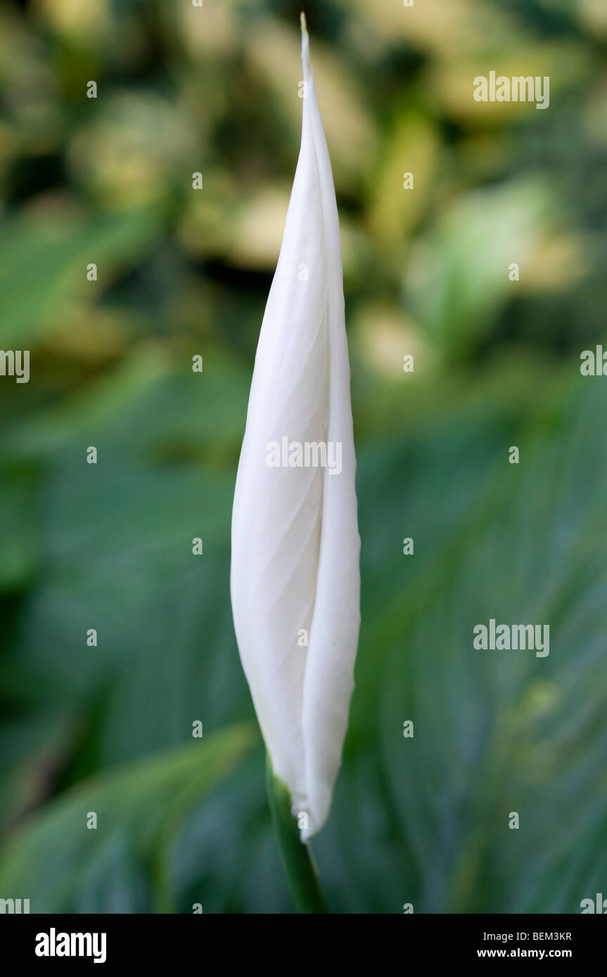 Peace Lily Spathiphyllum wallisii CLEVELANDII Stock Photo