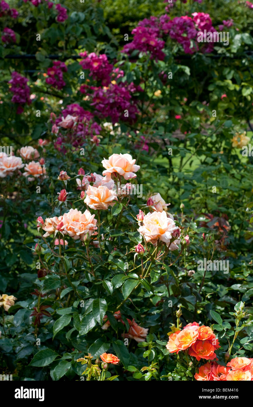 Rose garden with Rosa The Cheshire Regiment FRYZEBEDEE Stock Photo - Alamy