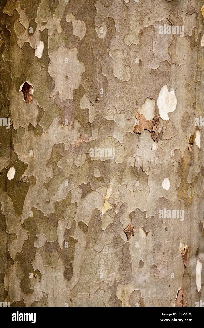 Bark of a Plane tree Stock Photo