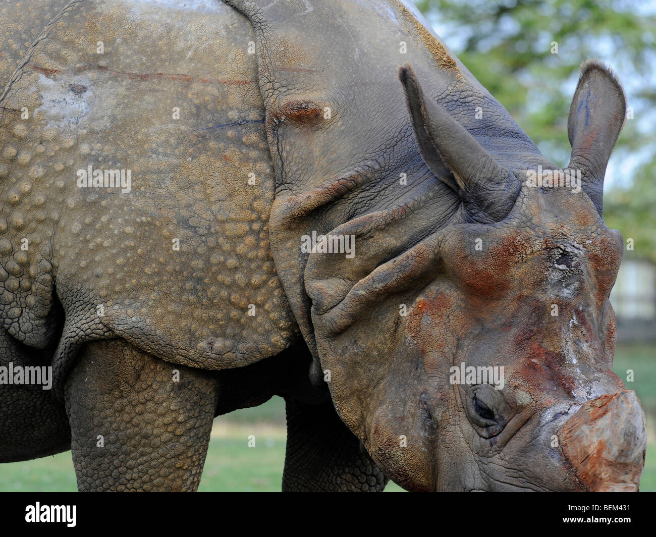 A rhino, covered in armour plating Stock Photo