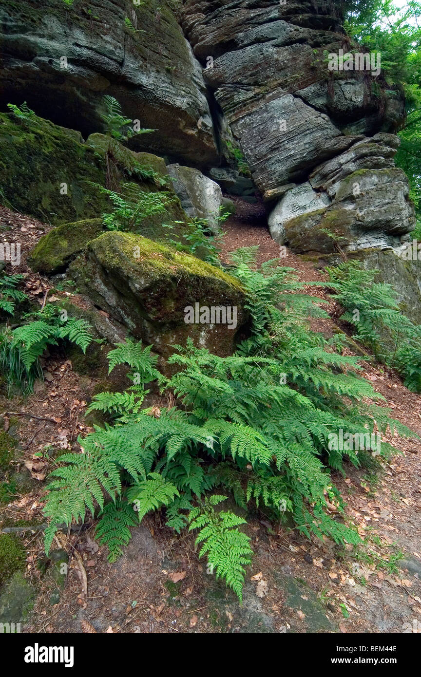 Broad buckler fern (Dryopteris dilatata) among rocks, Luxembourg Stock Photo