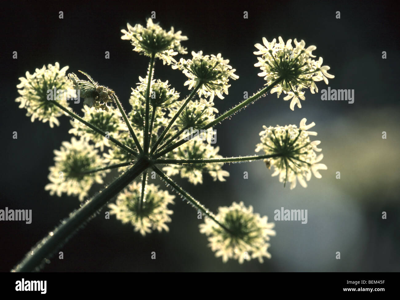 Wild carrot (Daucus carota), Belgium Stock Photo