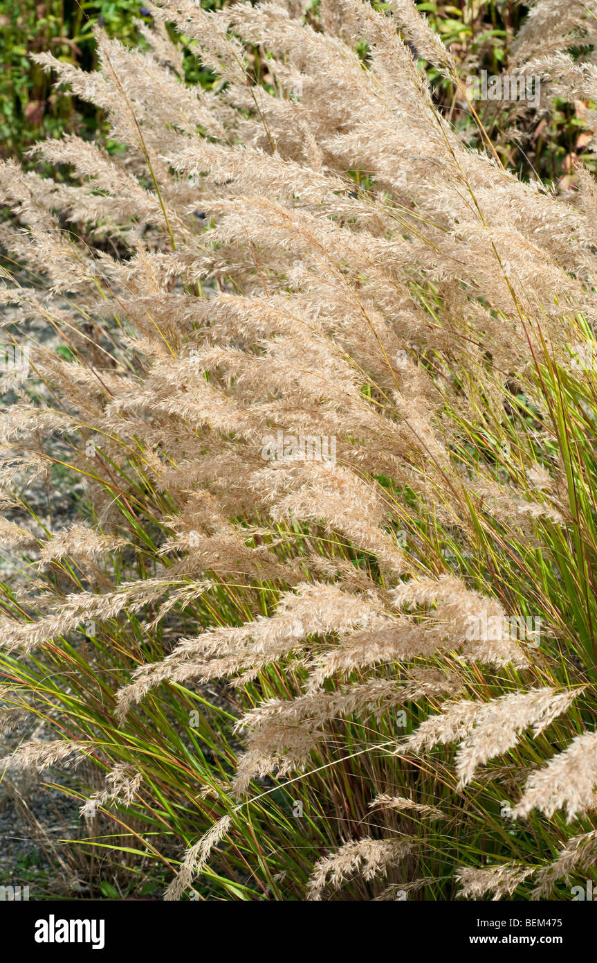Stipa calamagrostis Feather grass Stock Photo