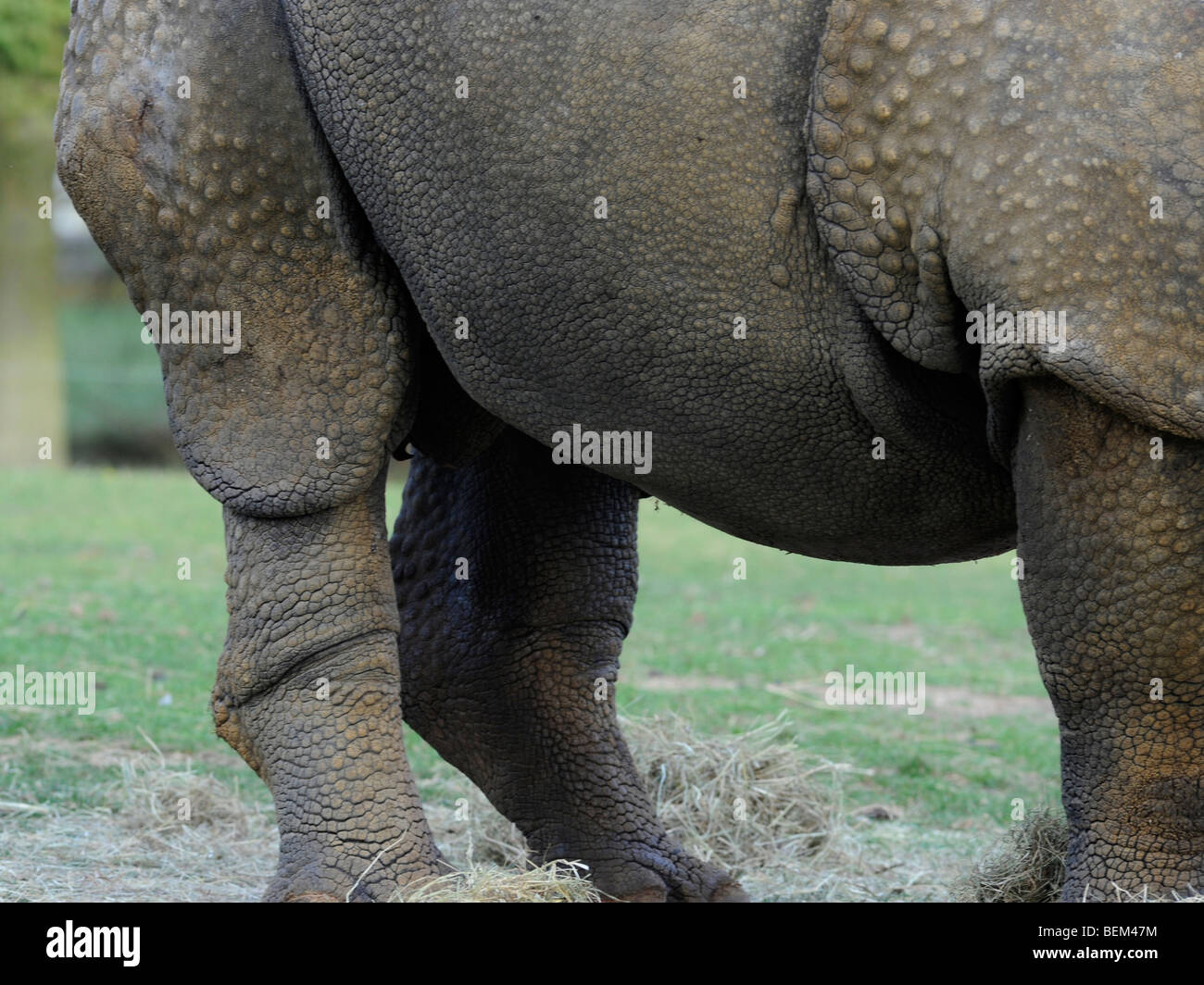 The side of a rhino. Stock Photo