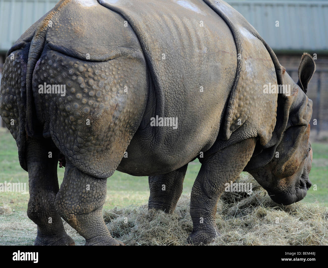 A rhino with food. Stock Photo