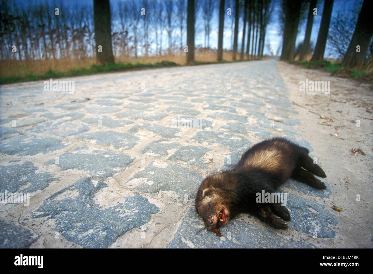 European polecat roadkill (Mustela putorius) on cobbled road Stock Photo