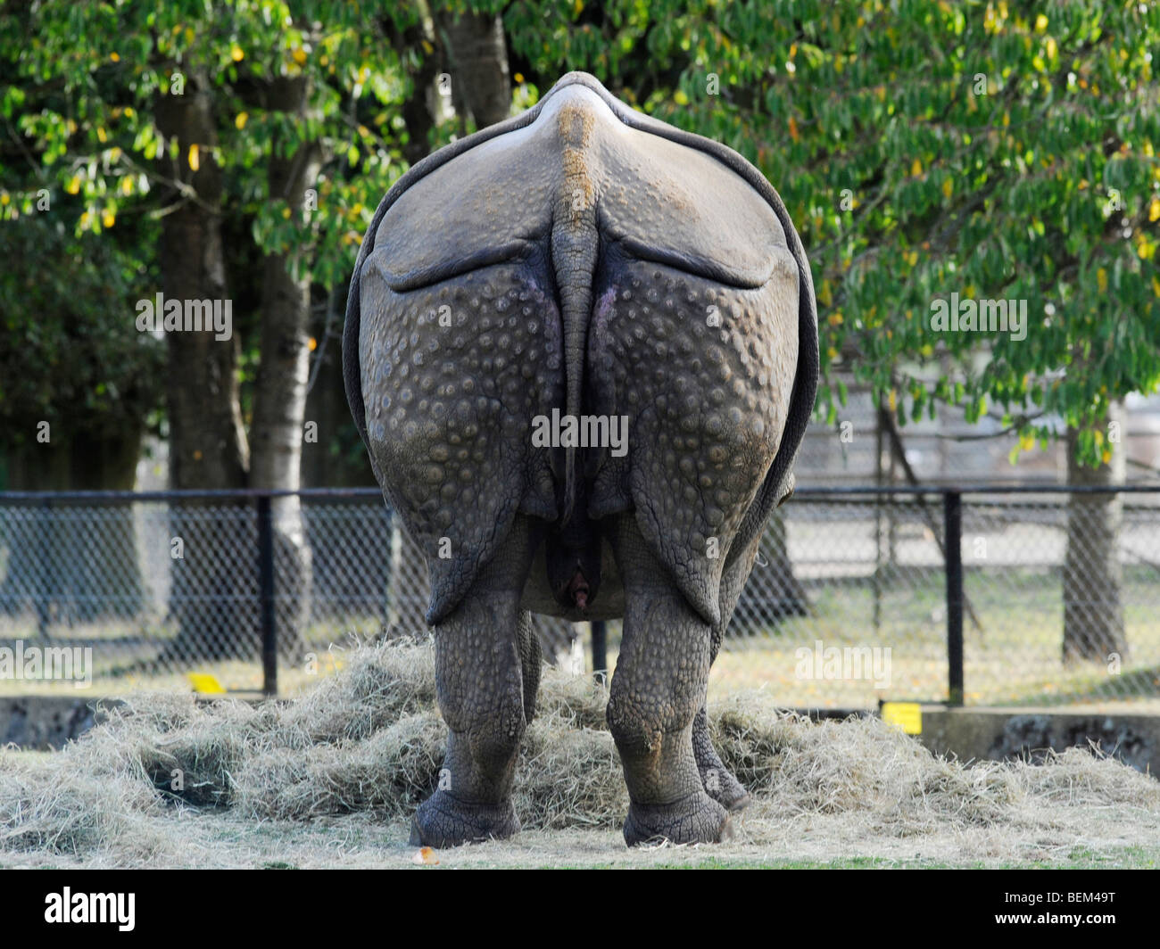 The rear of a rhino showing the plated hide. Stock Photo