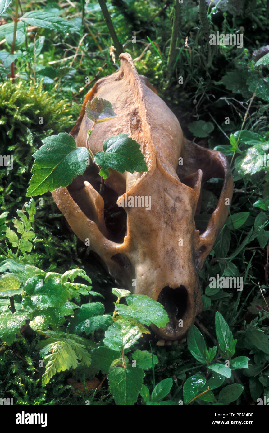 European badger (Meles meles) close up of skull Stock Photo Alamy