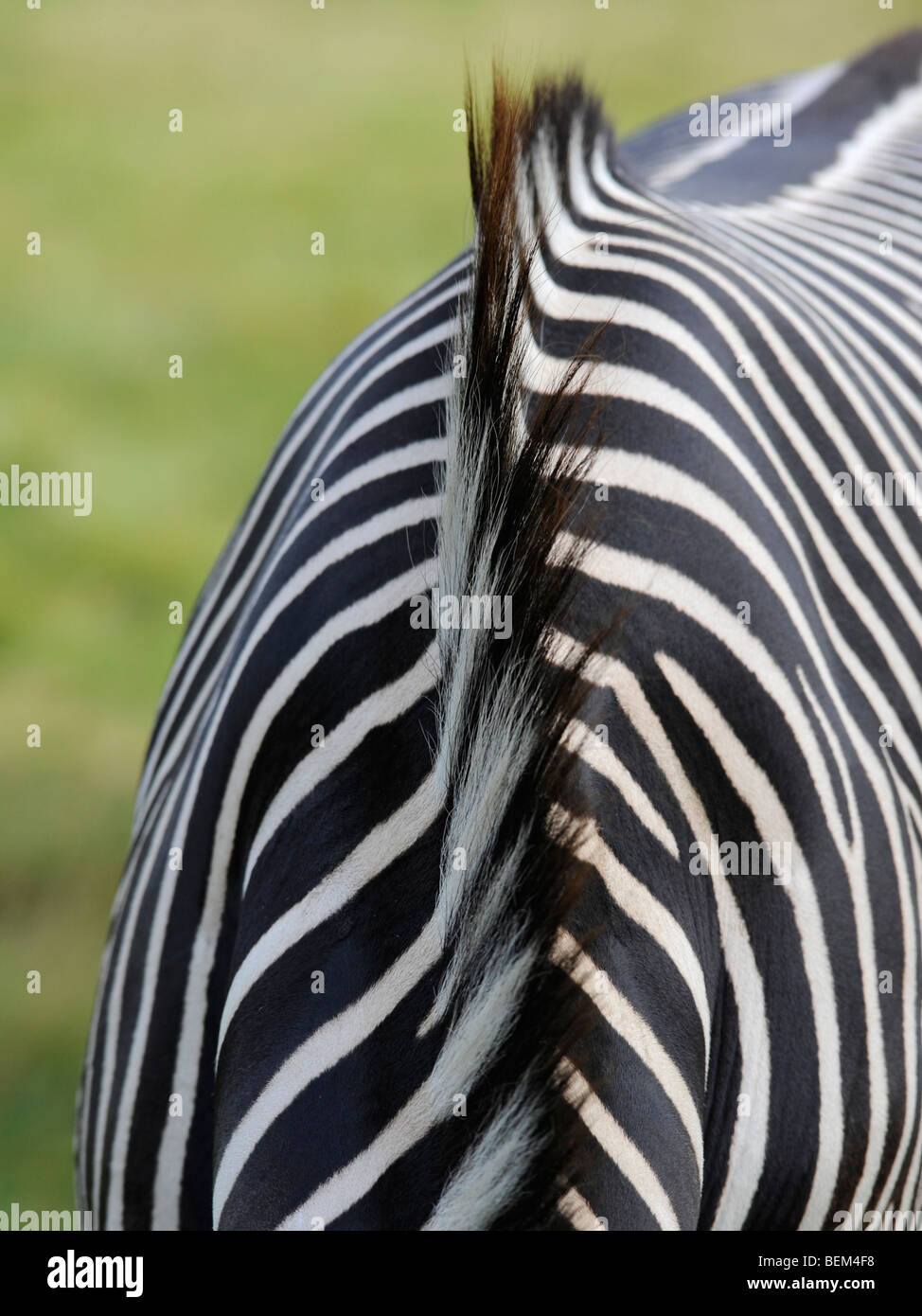 The coat of a zebra with a striped mane. Stock Photo