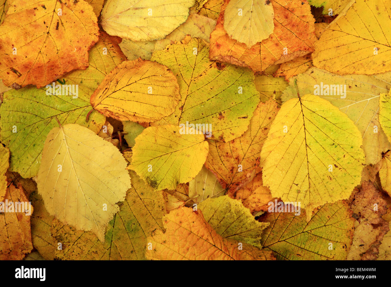 Hazel leaves hi-res stock photography and images - Alamy