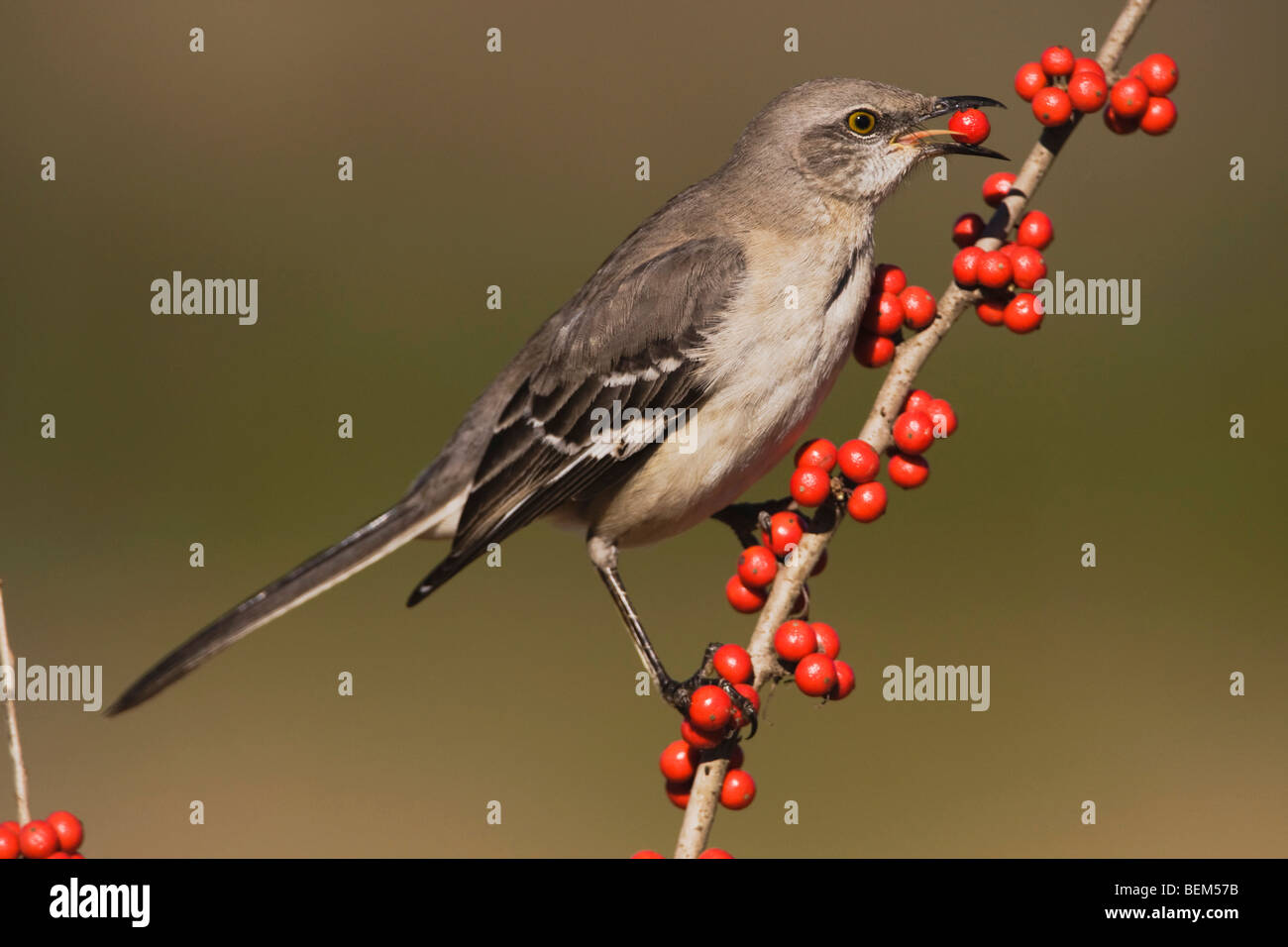 Northern Mockingbird (Mimus polyglottos), adult eating Possum Haw Holly