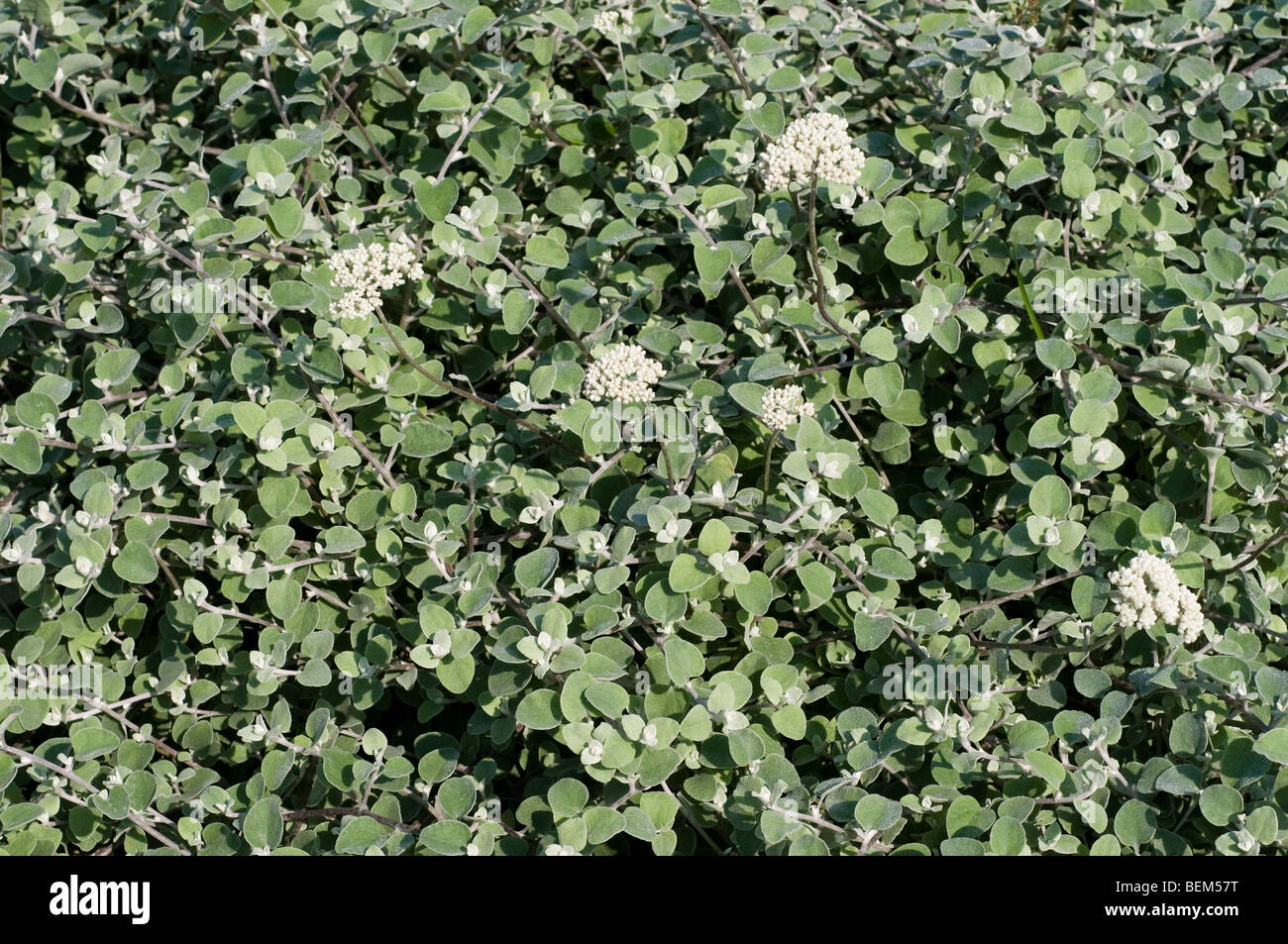 Helichrysum petiolare Stock Photo