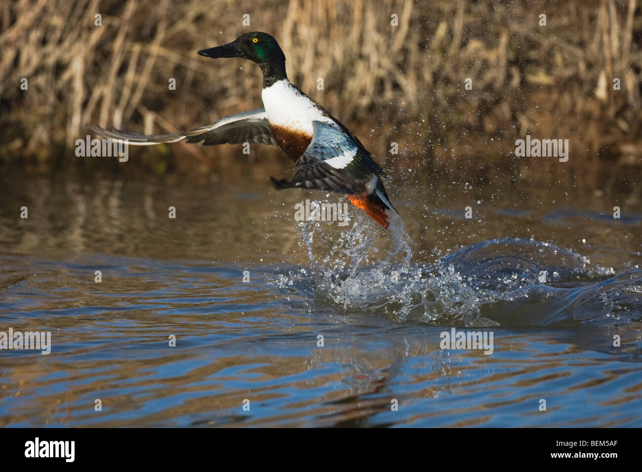 Northern Shoveler (Anas clypeata), male taking off, Bosque del Apache National Wildlife Refuge , New Mexico, USA, Stock Photo