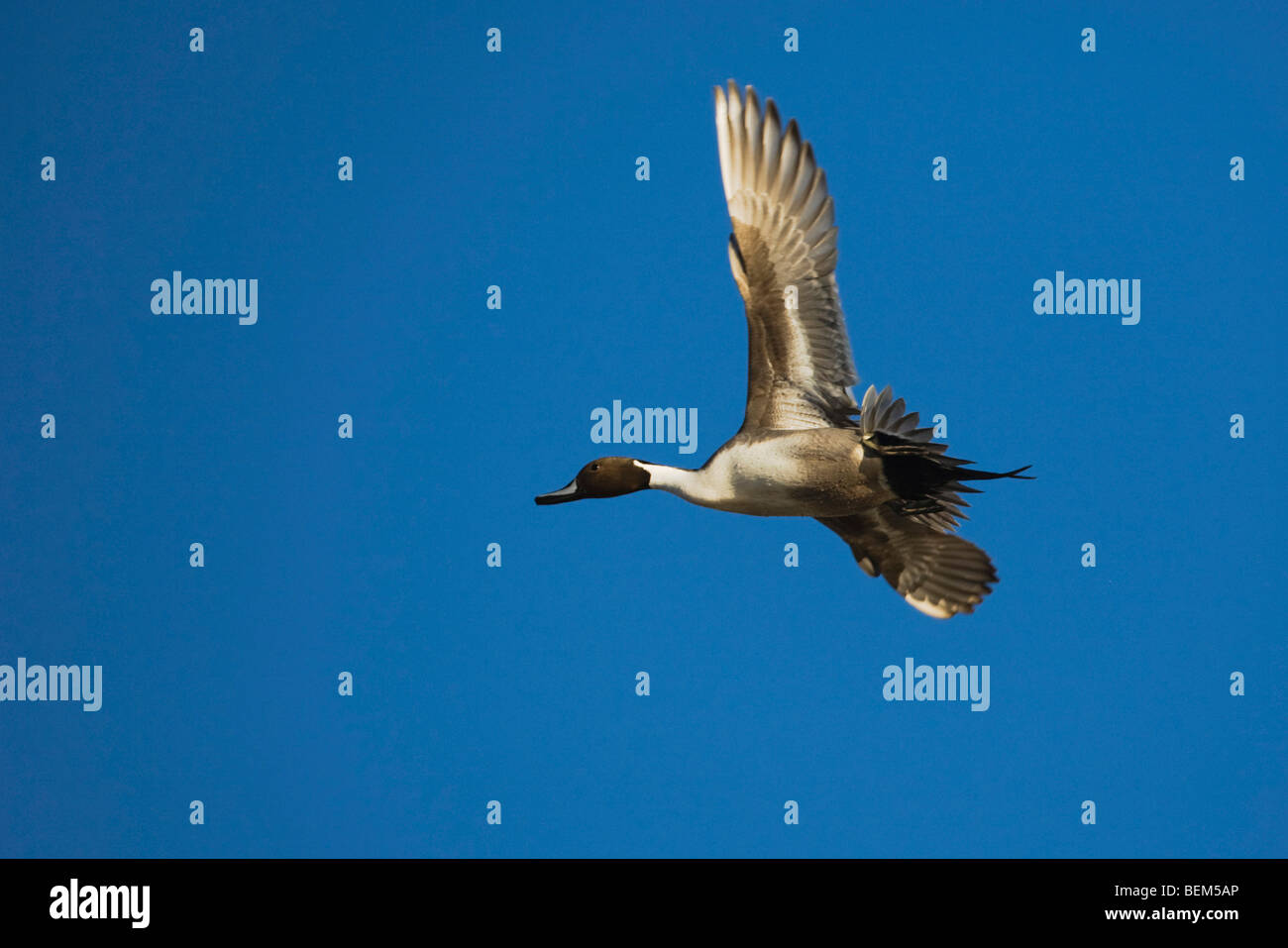 Northern Pintail (Anas acuta), male in flight, Bosque del Apache National Wildlife Refuge , New Mexico, USA, Stock Photo