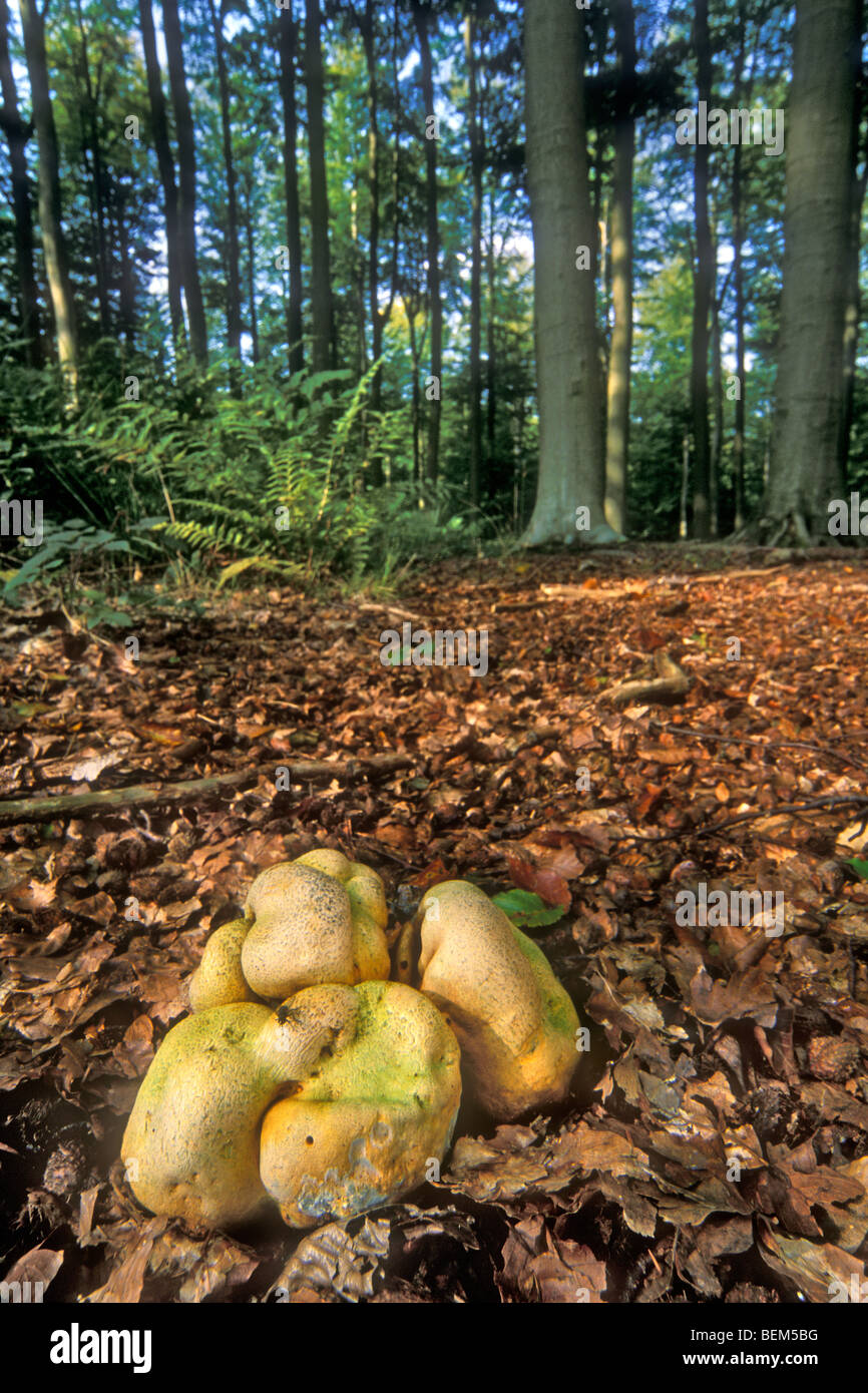 Common earthball fungi / Pigskin poison puffballs (Scleroderma citrinum / Scleroderma aurantium) Stock Photo