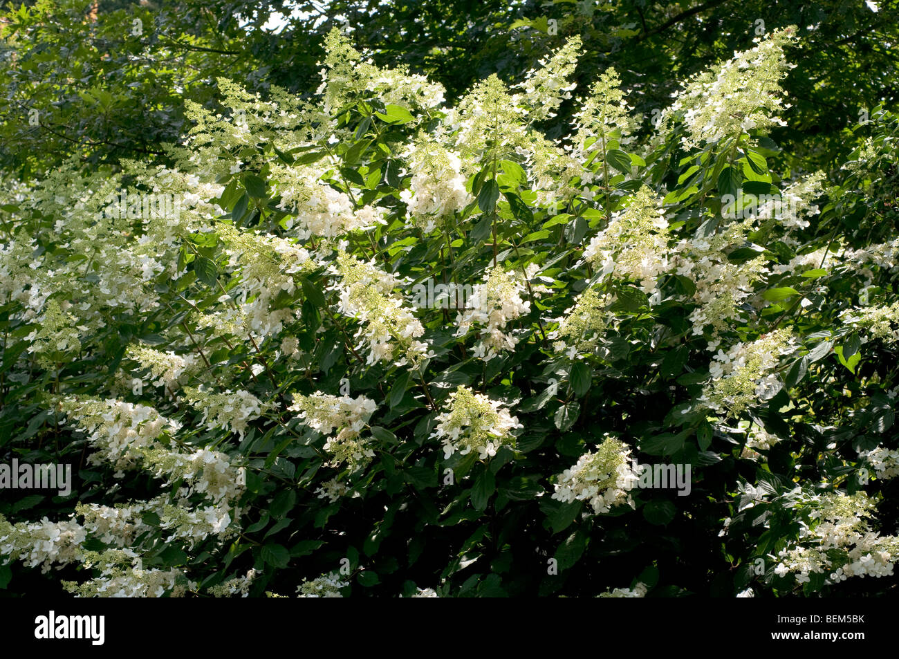 Hydrangea paniculata GREENSPIRE Stock Photo