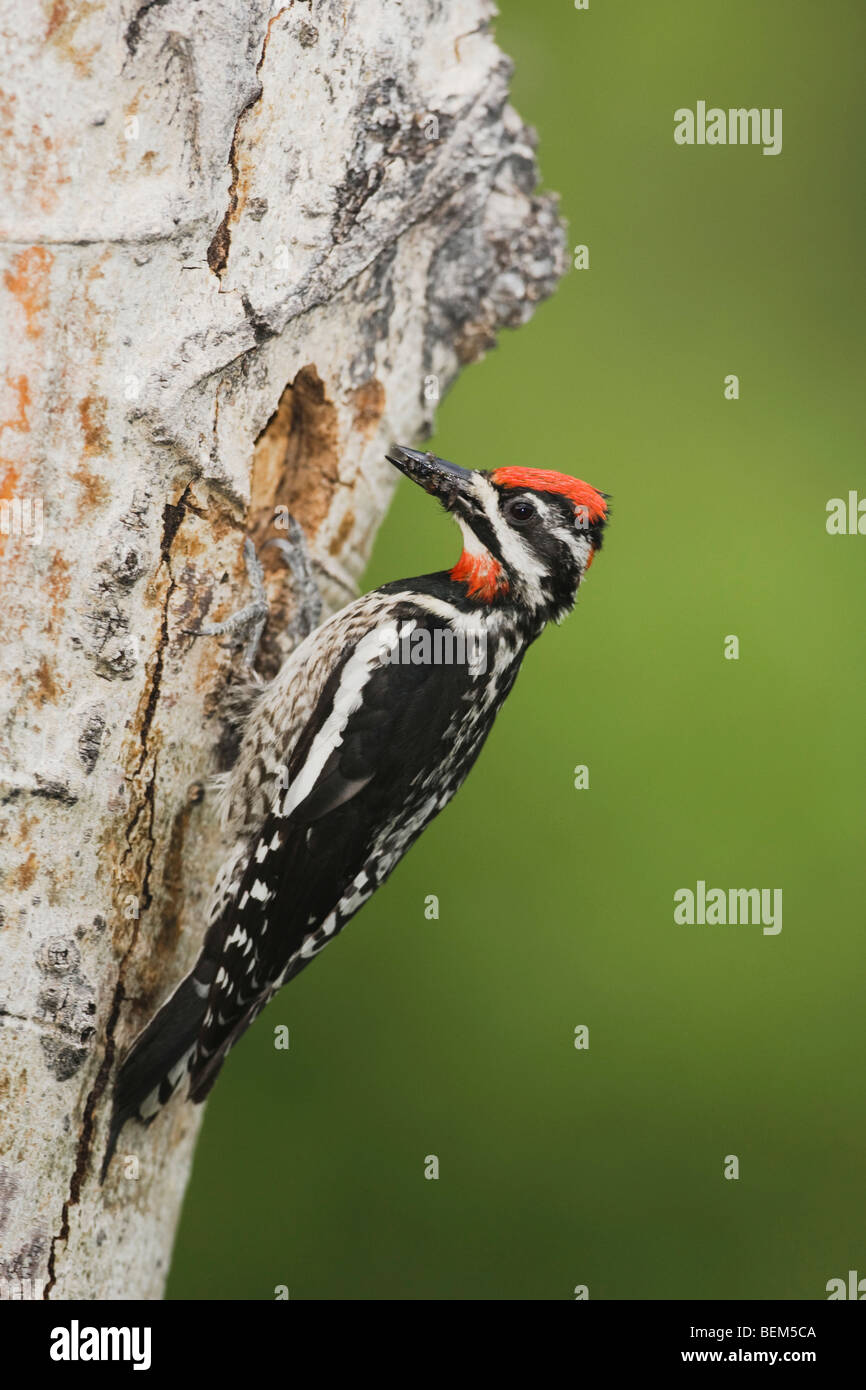 Red-naped Sapsucker Sphyrapicus nuchalis), adult with prey at nesting cavity in aspen tree, Rocky Mountain NP, Colorado Stock Photo