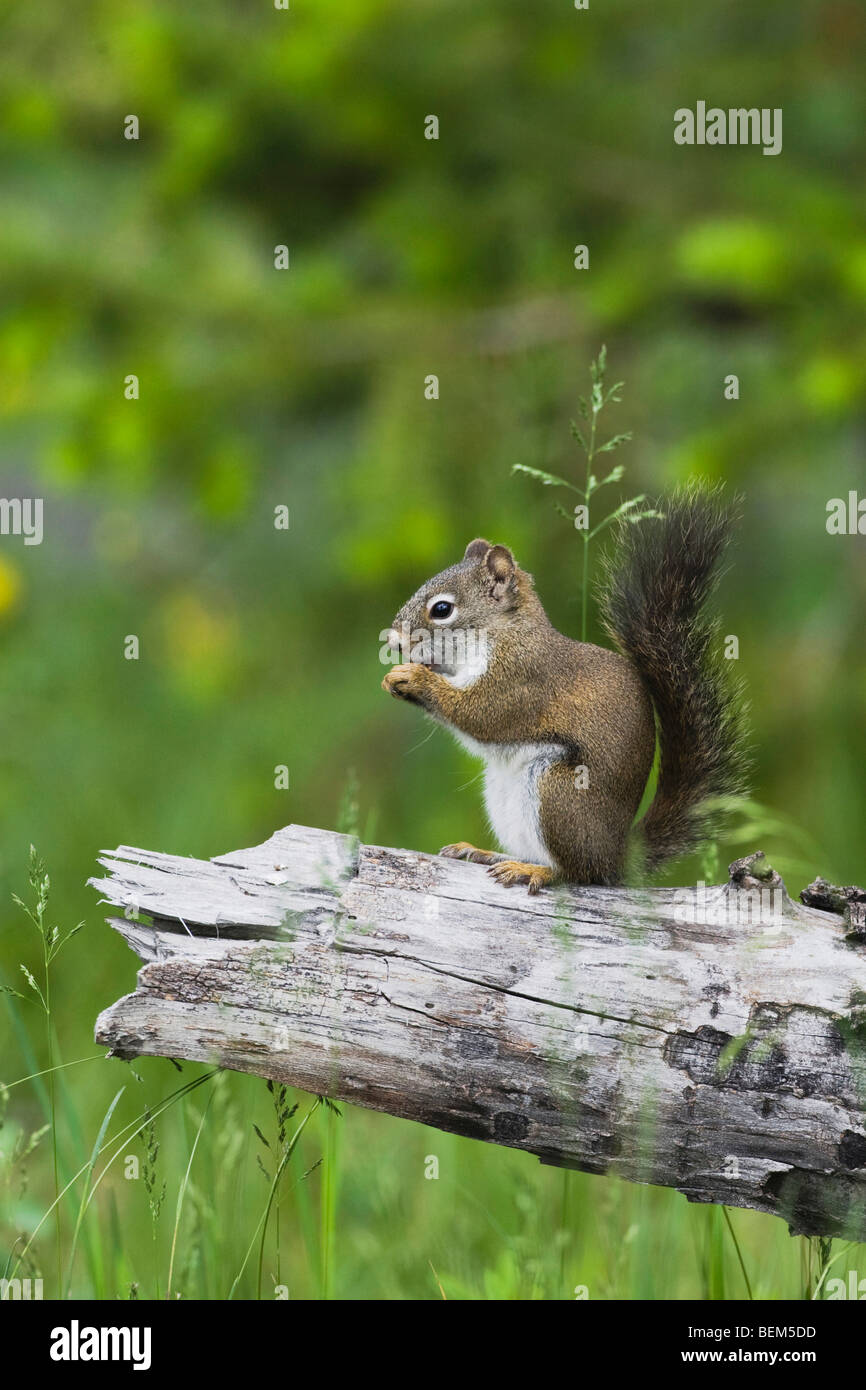 Red Squirrel, Pine Squirrel (Tamiasciurus hudsonicus), adult eating pine cone, Grand Teton NP,Wyoming, USA Stock Photo
