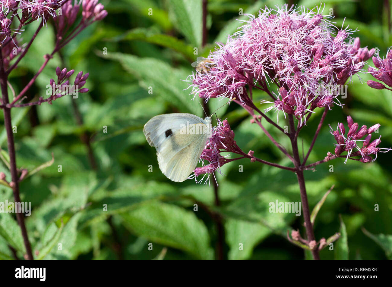 White cabbage butterfly on Eupatorium maculatum Atropurpureum Group